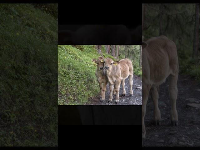 Brown Swiss Calf # brown swiss calves