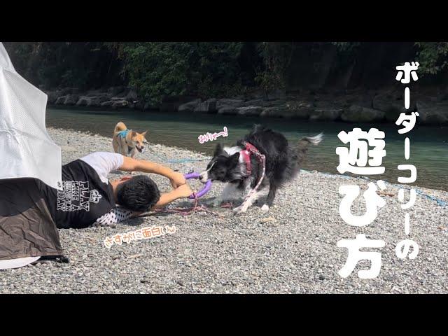 ボーダーコリーの本気を見せつけられなすすべなしの飼い主w