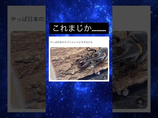 日本のカブトムシ強いわwww #shorts #面白い #笑える #虫