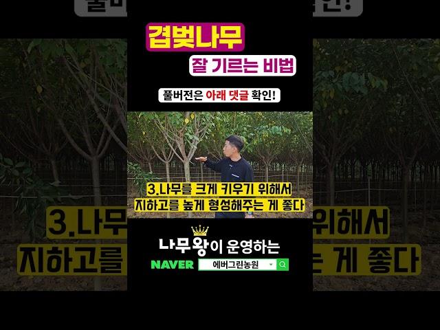 봄꽃 끝판왕 겹벚나무! 돈되는 나무 만드는 방법 3가지 공개!  ( 벚나무, 벚나무 키우는 방법, 벚나무 조경, 봄 꽃나무, 조경수 추천, 정원수 추천, 에버그린농원 )