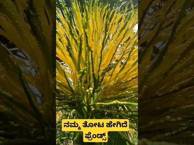 My Arecanut Form #youtubeshorts  #arecanutfarming #arecanut #arecaleafplate #shorts #viral