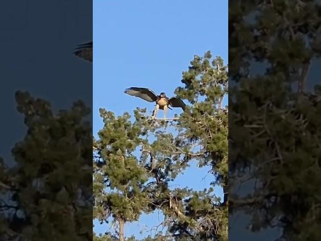 red tail hawk babies leave nest! #birds #birdwatching #hawksnest #update #beinspired #nature