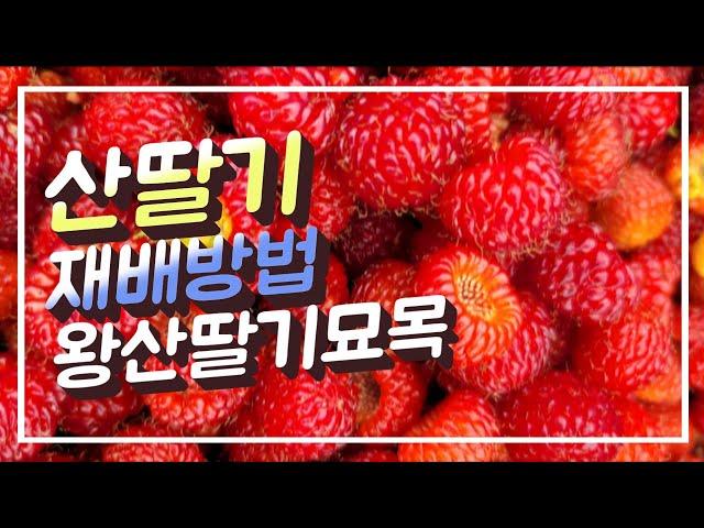 산딸기묘목 심는방법  왕산딸기 재배방법과 겨울,여름 전지방법 010 -3595 - 3006