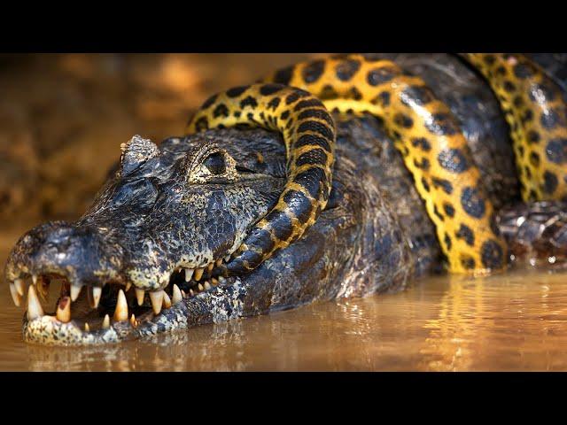 Chasing The Giants Of Guyana With Caimans and Anacondas