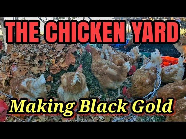 HAPPY Chickens THRIVING in a Compost Filled Yard!