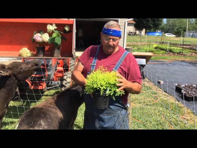 Rheingold Arborvitae, growing, selling and propagating by rooting cuttings.