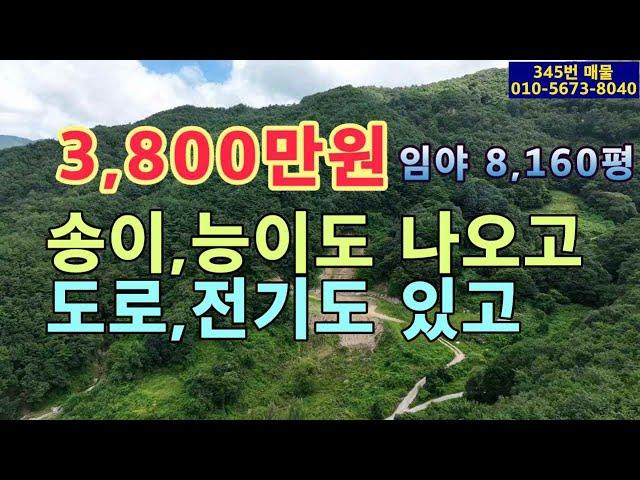 (345번 매물)임야 평당 4,657원.송이와 능이 버섯 자생.총3,800만원,임야 8,160평,도로와 전기 있음,해발400~500m, 자연힐링,주말용쉼터,노후소일거리용,산양삼재배