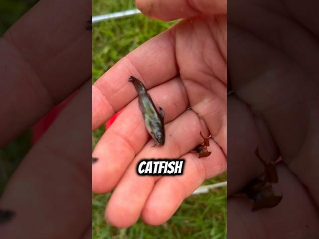 I found tons of BABY CATFISH!?!