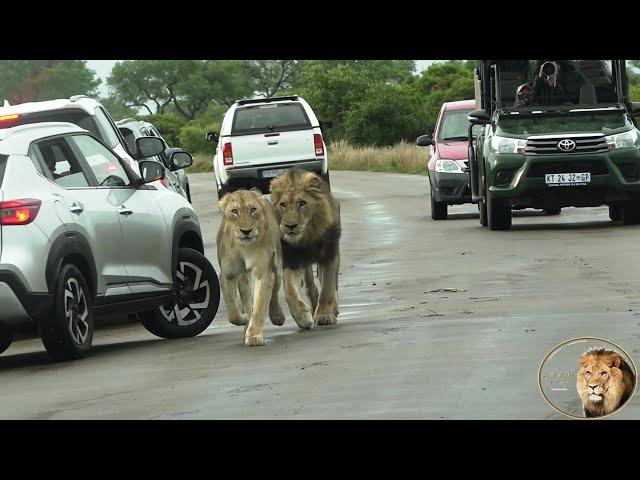 Male Lion Chases Lioness Through Traffic Down The Road