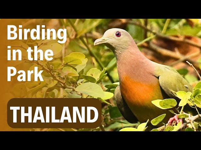 Virtual Birding Trip to Bangkok's Green Lung | Birding in Thailand