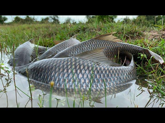 wow amazing fishing! a fisherman skill catch fish at rice field a lots by hand