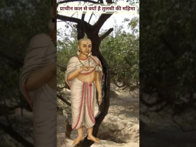 क्या है तुलसी की महिमा | tulsi pooja | tulsi ki mahima |