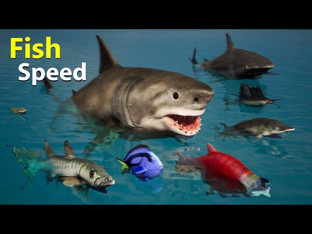 Fish Speed Comparison | Fastest Fish in the Ocean | Data Ball