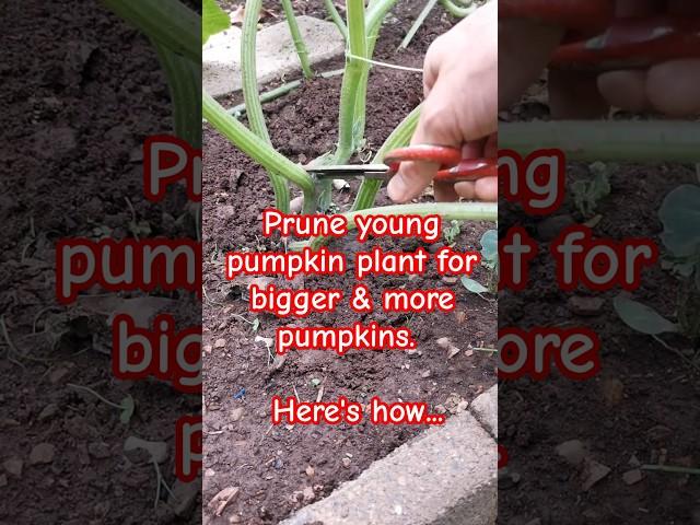 Garden tips 18 - Prune young pumpkin plant for bigger & more pumpkin #pumpkin #pruning #gardening