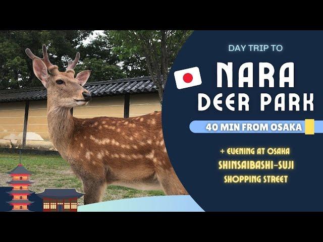 [Japan Travel Guide] Day Trip to Nara Deer Park & Back to Osaka Shinsaibashi-Suji Shopping Street