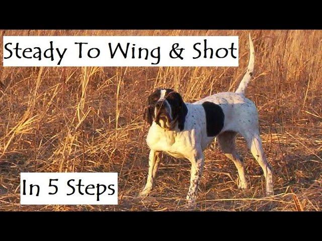 Steady To Wing And Shot (Hunting Dog Training, Pointing Dog Training, Bird Dog Training)