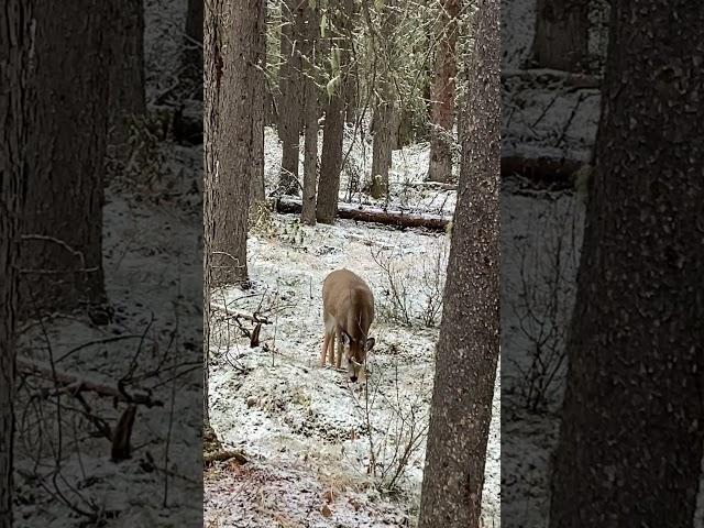 Bambi in Banff (끝까지 보세요 귀여움주의)