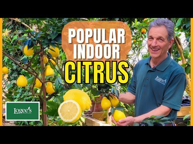 Popular Citrus Plants That Do Well Indoors!