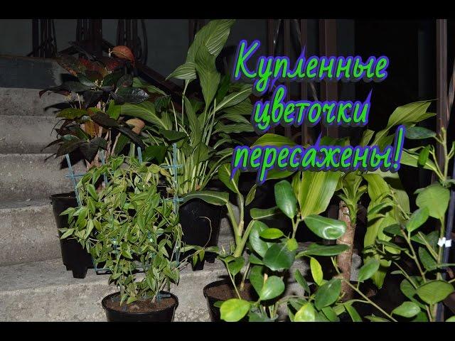 Купленные цветочки требуют срочной пересадки! Как пересадить цветы?!