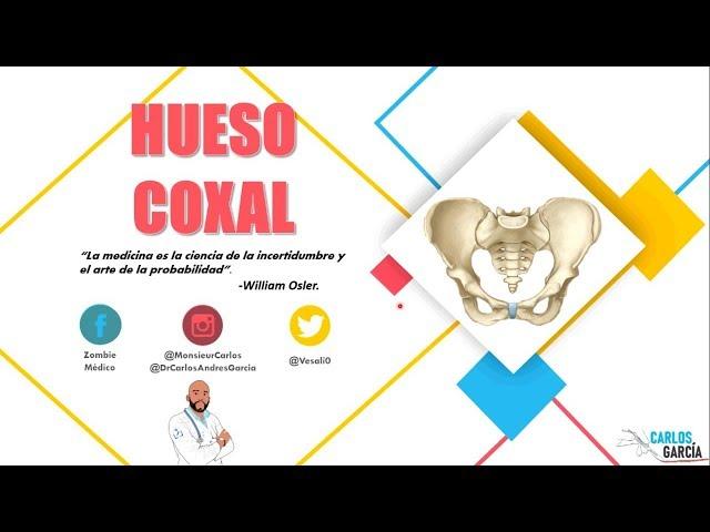 Anatomía - Hueso Coxal (Ílion, Ísquion y Pubis, Inserciones Musculares)