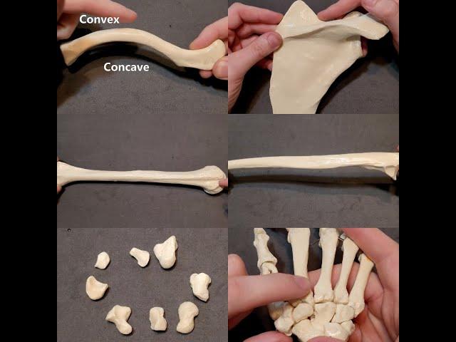 Identification of Bony Landmarks - Upper Extremity - Clavicle Scapula Humerus Ulna Radius Hand