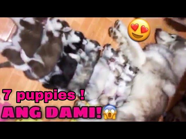 Husky Pack Litter Of Puppies 2017-2020 | Husky Pack TV