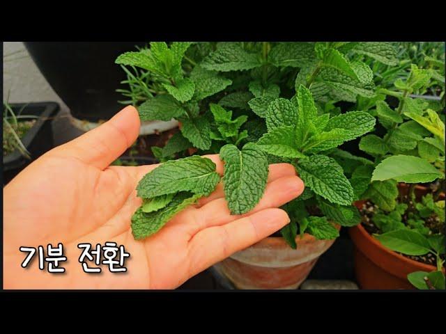 50대 일상 Vlog | 청소하고 텃밭 가꾸며 보내는 하루 | 기분을 바꾸기 위한 노력