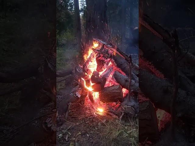 Просто костер в тайге #природа #рек #рекомендации #тайга