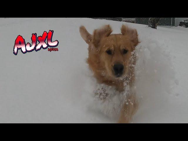 Golden Retriever Frolicking in Snow