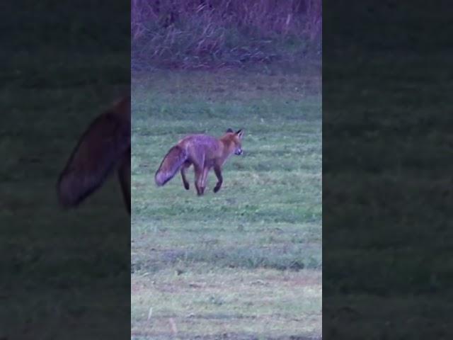 Ein Fuchs am Morgen #allgäu #bayern #fuchs #naturfilm #naturfotografie #wildtiere