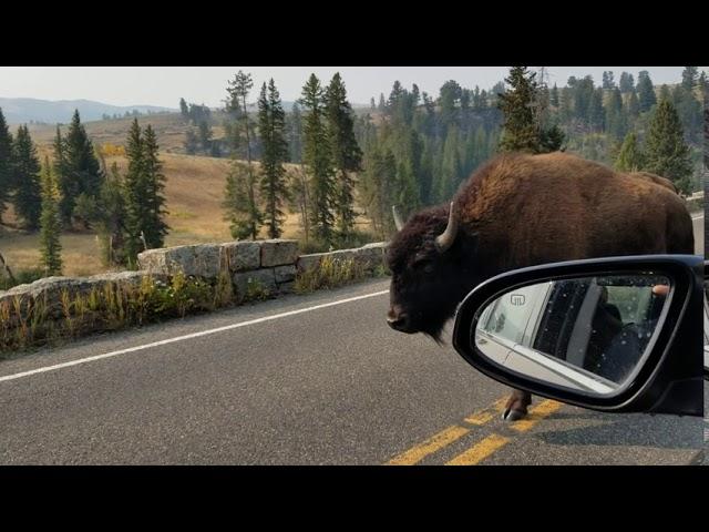 Buffalo at Yellowstone