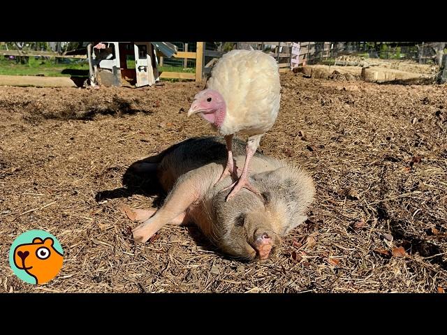 Turkey Adopted Pigs As New Family After Fleeing Turkey Farm | Cuddle Buddies