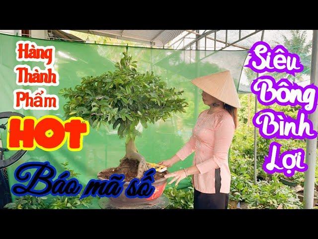 ️ 0378 898 338 ️ TRÂM - mai vàng Bonsai chơi Tết- Siêu Bông Bình Lợi- Siêu Bông Sài Gòn