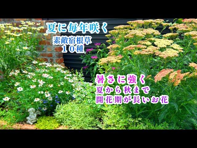 【夏に毎年咲く＊丈夫で管理が楽な宿根草】【素敵な夏庭づくり】【開花期が長い美しいお花１０種】ガーデニング/紫蘇ジュース