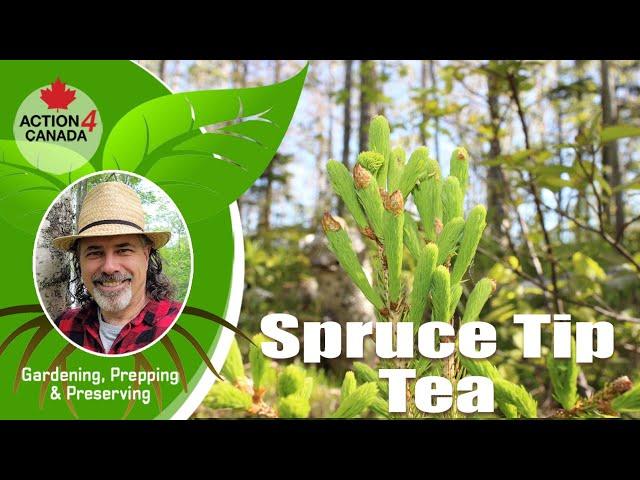 Prepper Dan: Spruce Tip Tea Vlog14