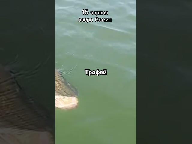 Як ви вважаєте яка вага була у щуки !? #fishing #спінінг #shortsfishing #рибалка