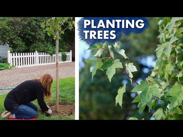 Planting a Hedge of Maple Trees // Garden Answer