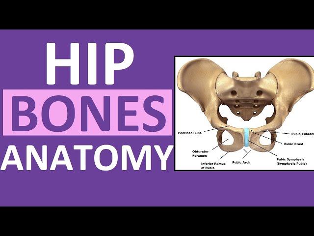 Pelvis Hip Bones Anatomy (Os Coxae, Pelvic Girdle) - Ilium, Ischium, Pubis