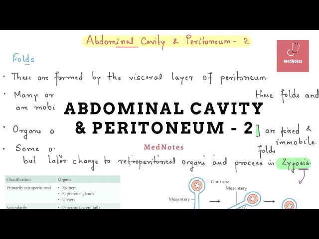 Abdominal Cavity & Peritoneum - 2 |  MedNotes