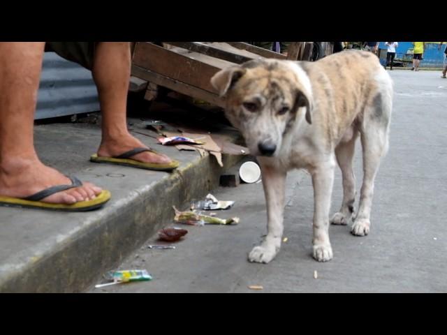 Stray Dogs Philippines