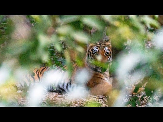 Spotting The Elusive Tiger - Corbett National Park Safari Vlog