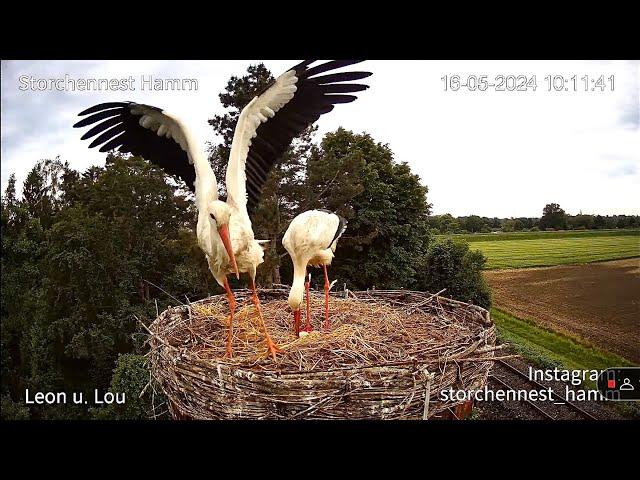 Livestream von Storchennest Hamm