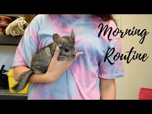 Morning Routine With Two Chinchillas