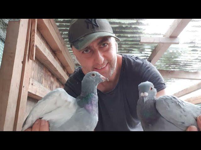 UKRAINA WYSYŁKI | best of Germany | Racing Pigeons | CHAMPION KULBACKI GERMANY best pigeons Germany