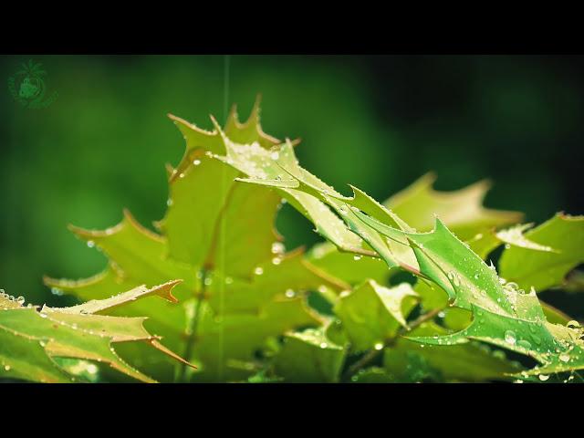  Relaxing Atmosphere of Raindrops Falling on the Leaves of Plants to get to Sleep more Easily.