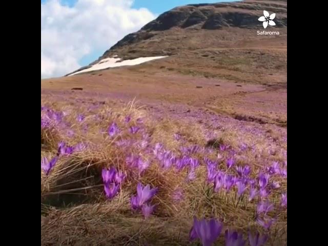 Afghanistan Saffron Farms in Ultimate Beautiful Valley of Himalayan Mountains -  NO EASY ACCESS AREA