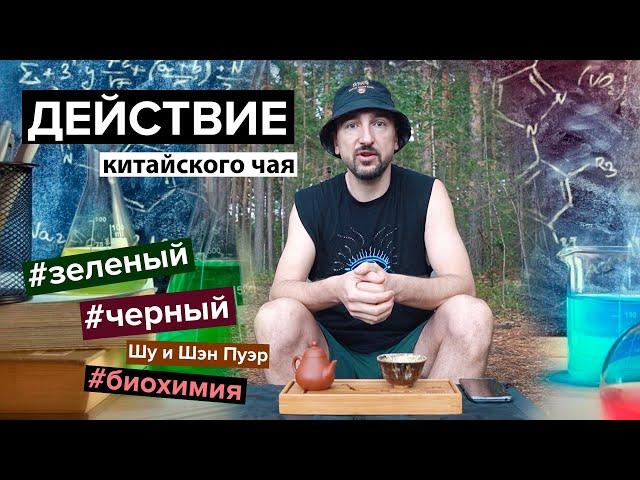 Зеленый и черный чай | Действие. Биохимия. Польза и вред. | Кофеин. Теин. Катехины. Флаваноиды