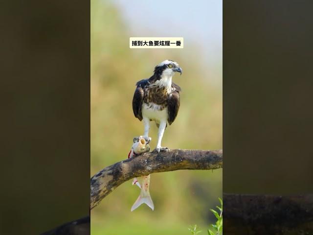 鱼鹰捉了一条大鱼，和钓鱼佬一样，先要炫耀一下。#捕食瞬间 #有趣的动物 #动物趣事