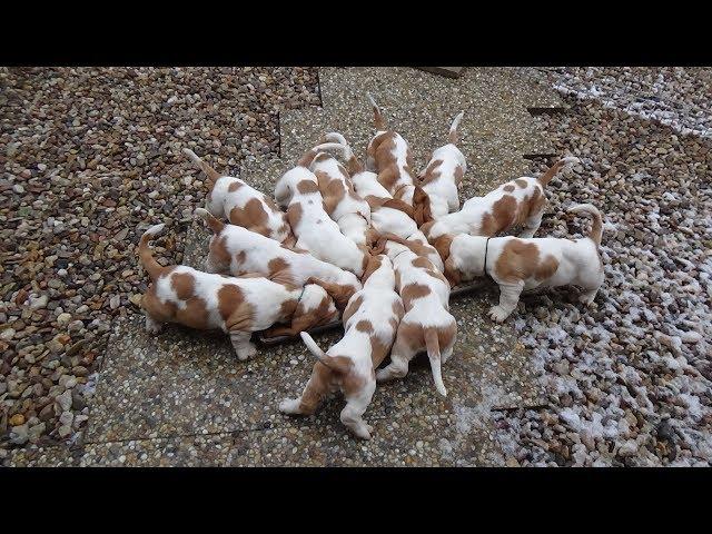 Dramijos Basset Hound Puppies 8 weeks old