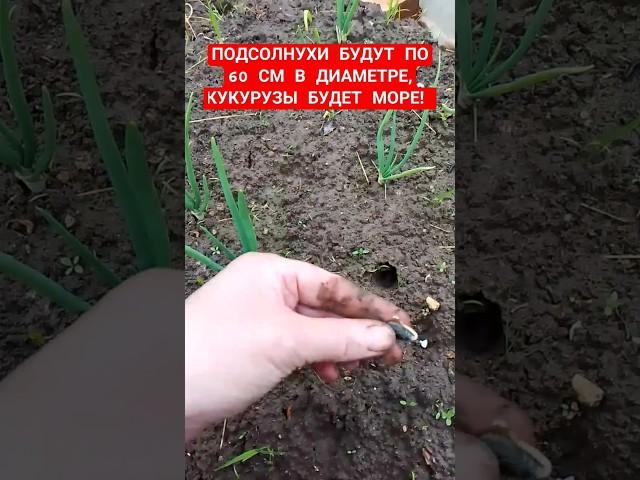 Посадив так, подсолнухи будут по 60 в диаметре, кукурузы будет много! Посадка кукурузы, подсолнухов